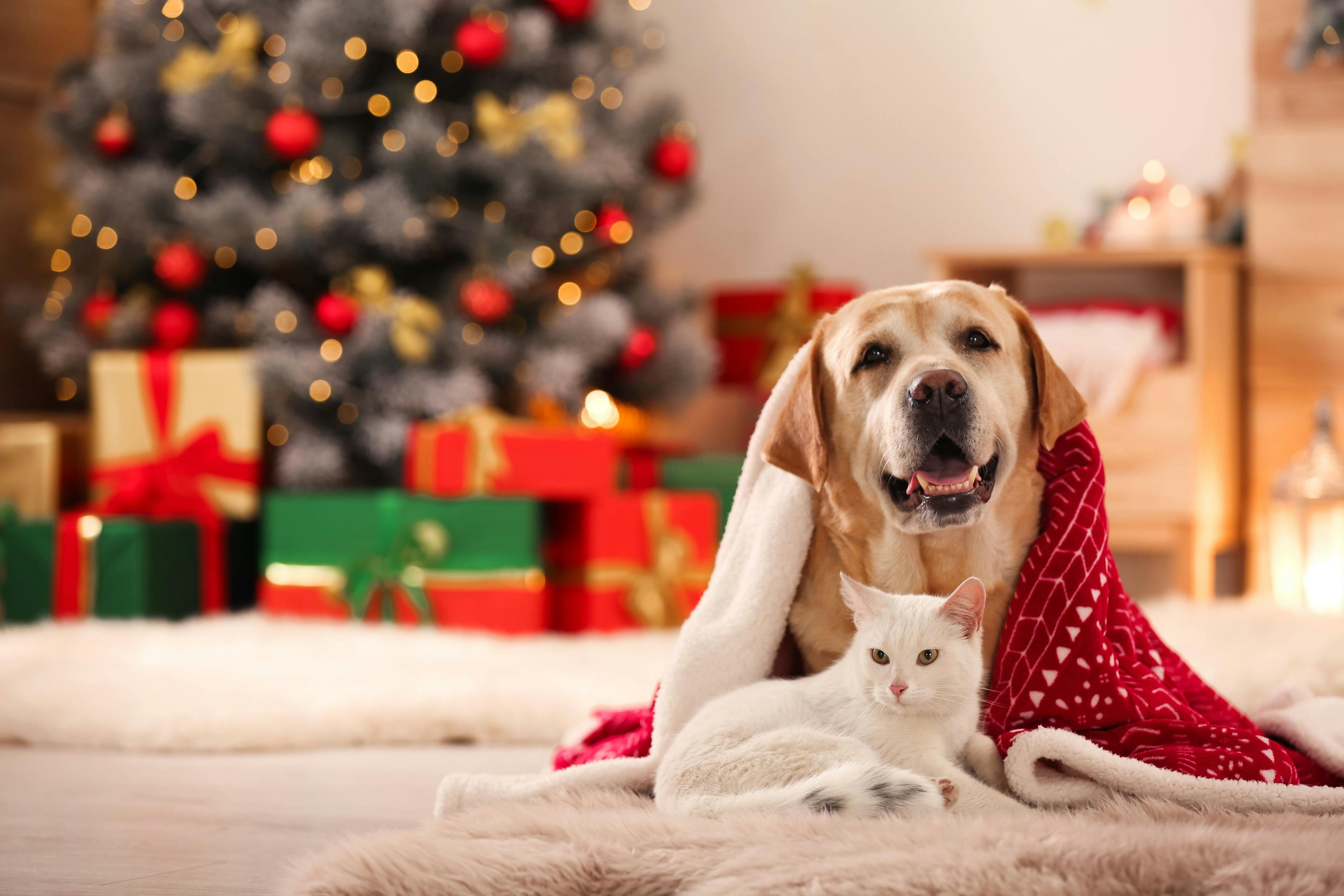 Keeping pets safe for the holidays