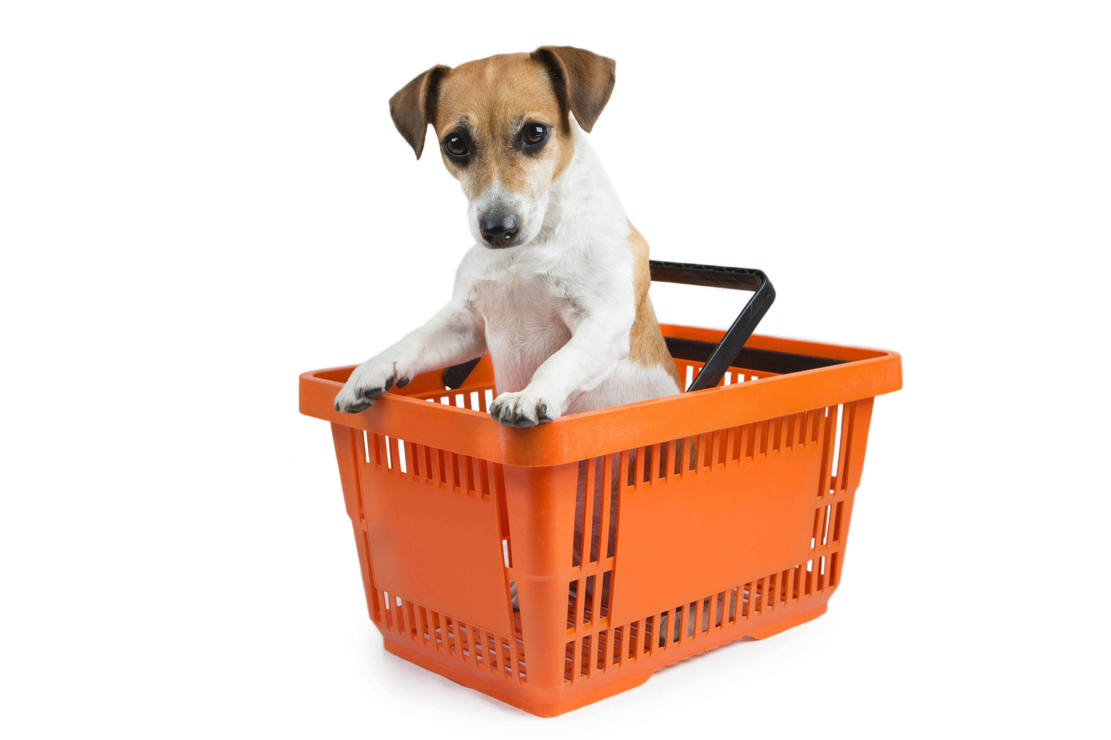 Dog in shopping cart