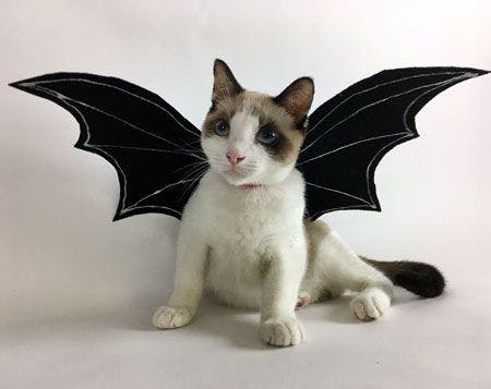 veterinary_bat-cat_Oscar_450.jpg