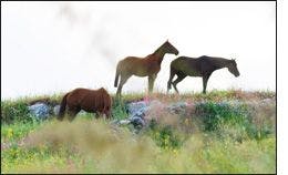 DVM_veterinarynews_unwanted_horses_flash-int.s-570975-1384534156152.jpg