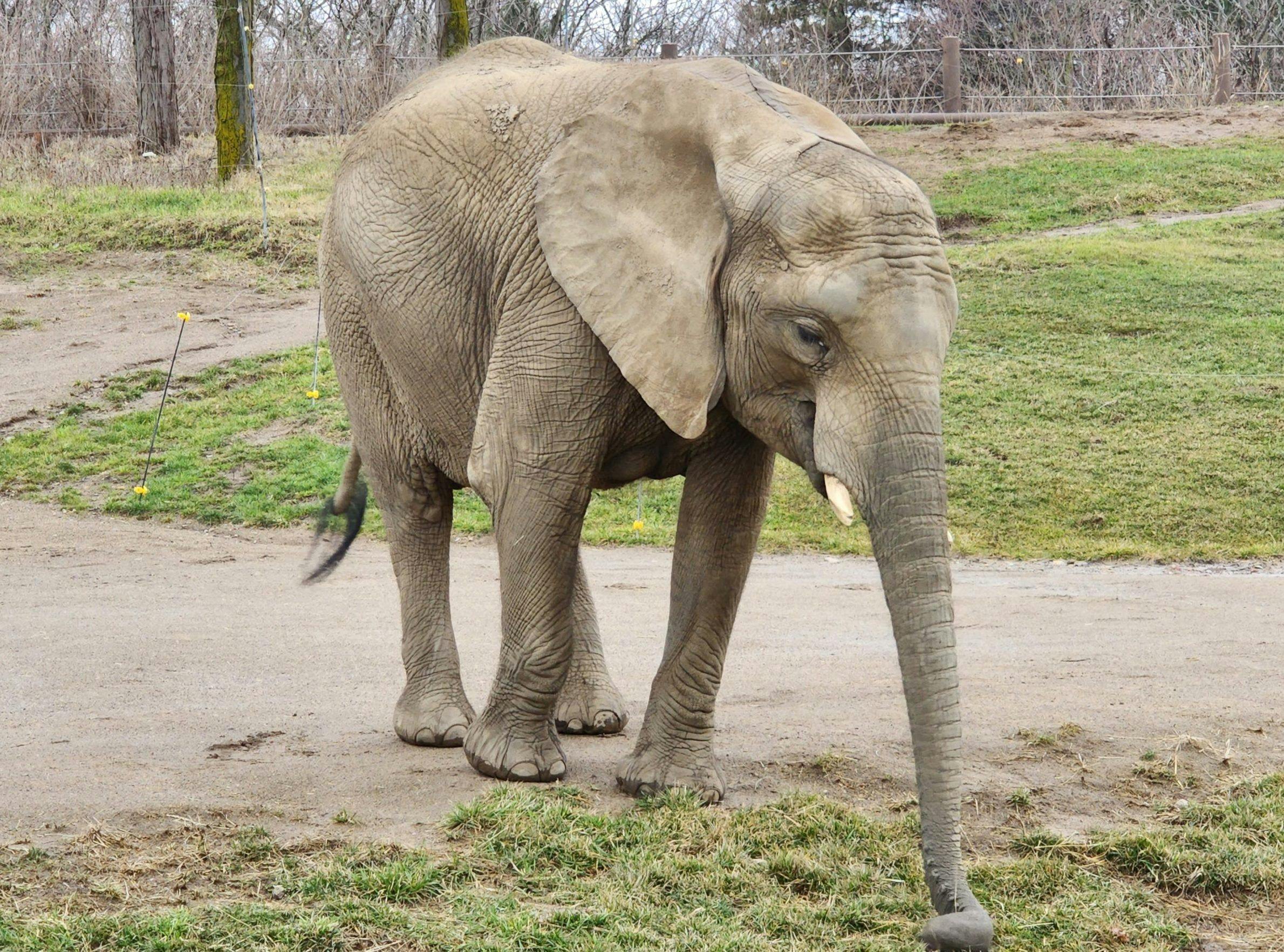 Zahara the African elephant and soon-to-be mother. (Photo courtesy of Indianapolis Zoo)
