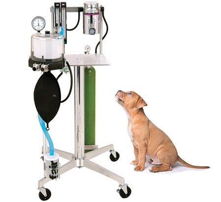 anesthesia-machine-puppy-body.jpg