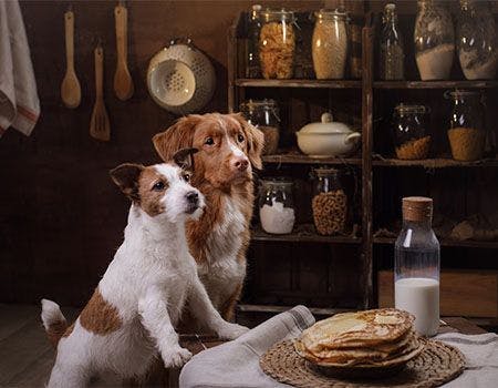 veterinary-dog-in-kitchen_main.jpg