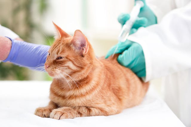 Old vs new: Treatment options for cats with diabetes