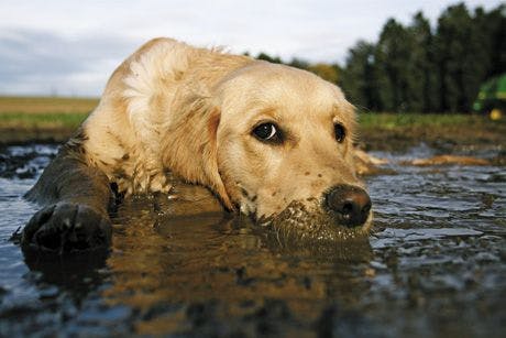 veterinary-Dog-lying-in-puddle_460px_114390260.jpg