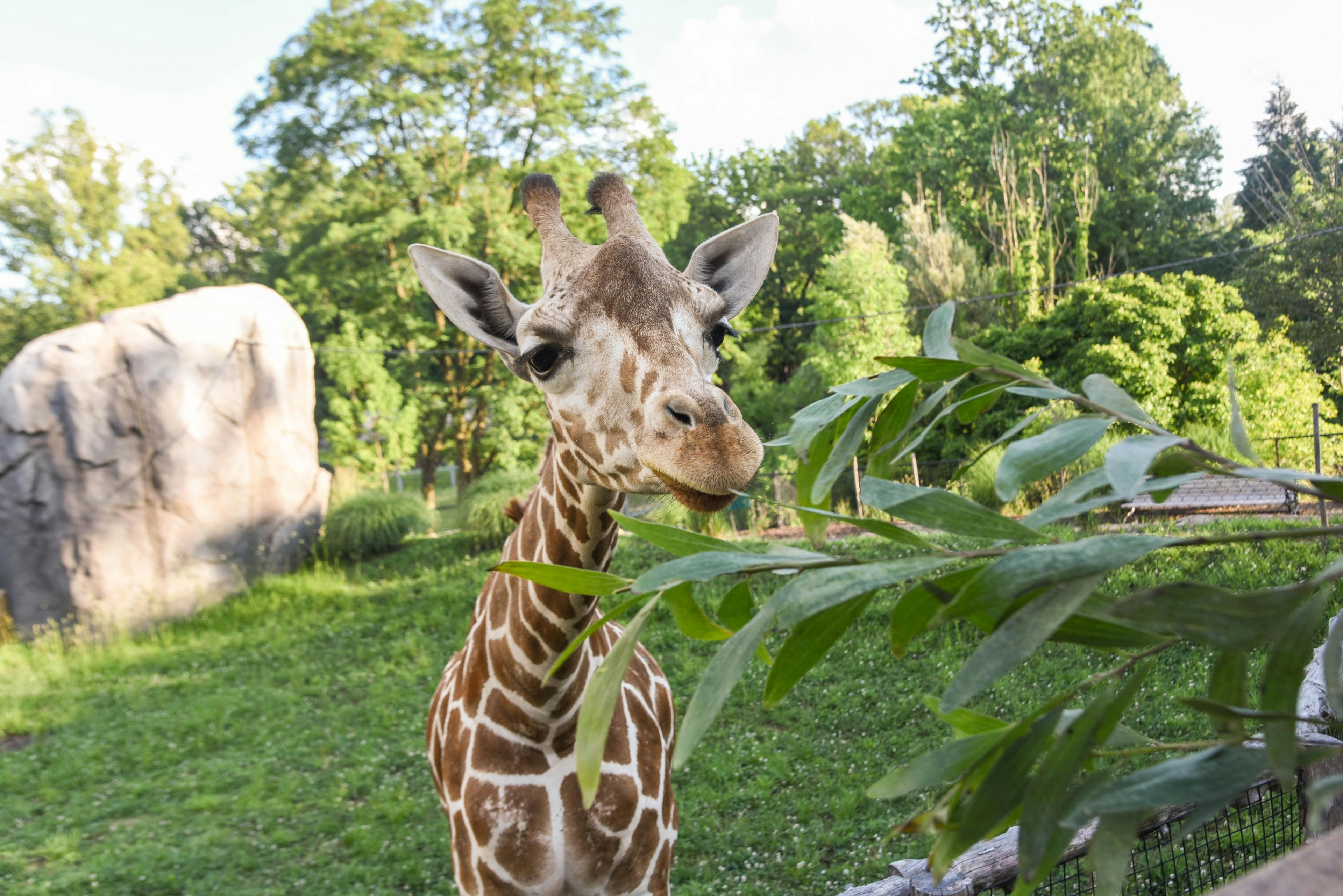 Willow, adored giraffe at Maryland Zoo (Photo courtesy of Maryland Zoo). 
