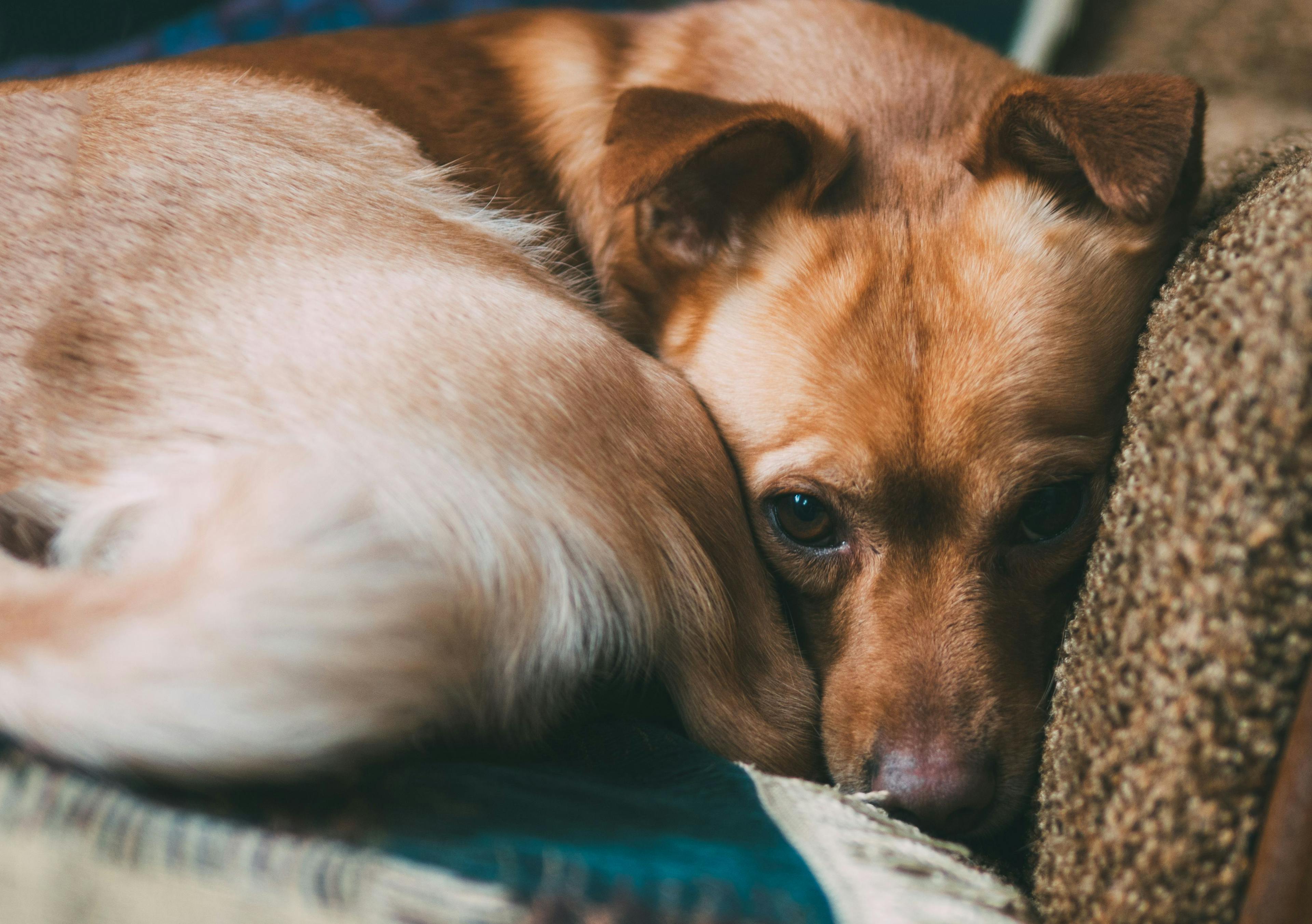 Tips and tricks for addressing canine anxiety 