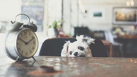 veterinary-dog-clock-waiting-sitting-chair-AdobeStock_178822977-450.jpg