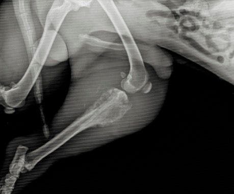 Radiograph of canine tibial osteosarcoma / AlexandruPh / stock.adobe.com 