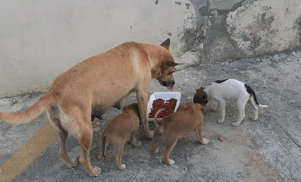 dogs eating in the street