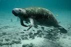 Endangered Marine Species Populations Bounce Back