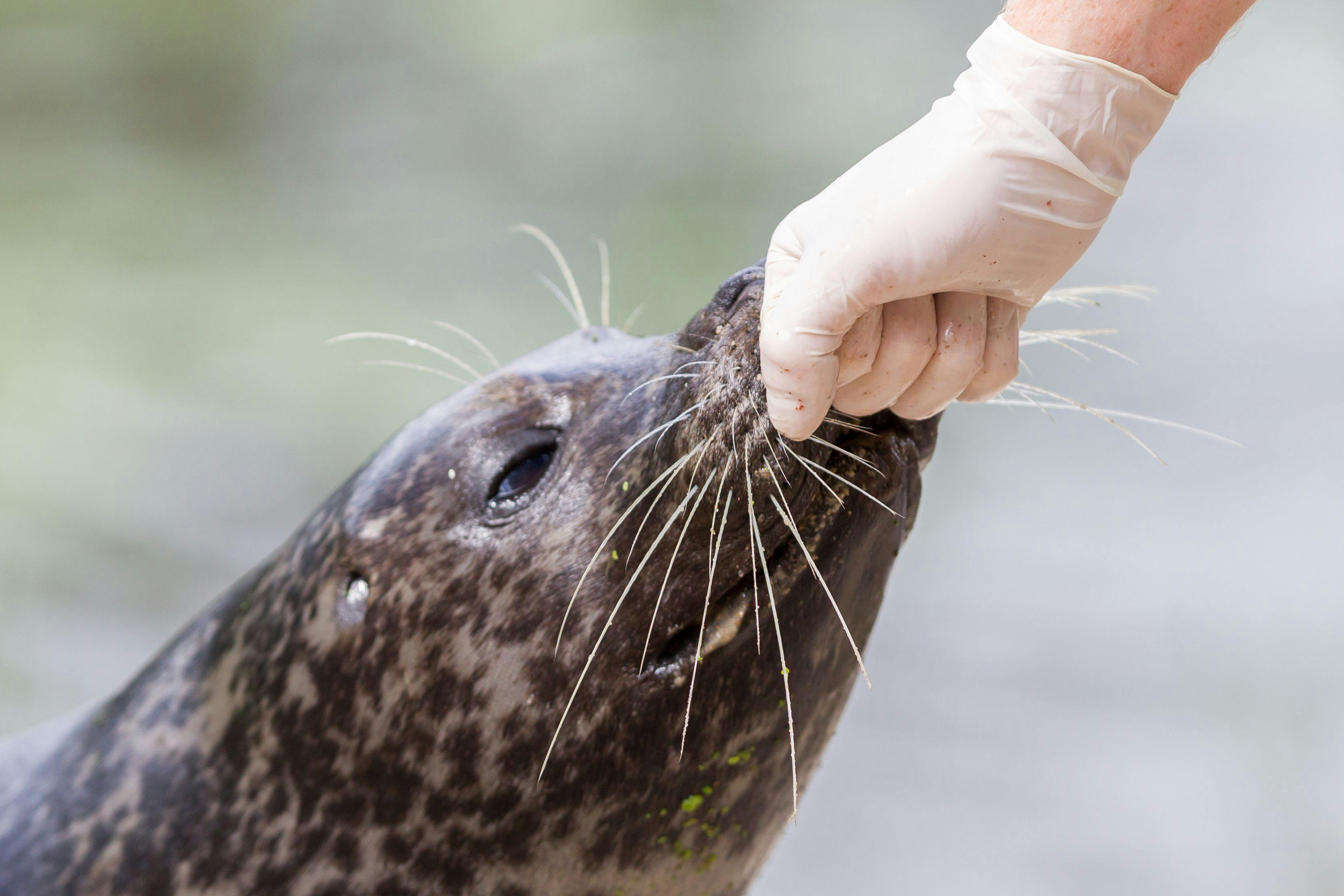 So, you want to be an aquatic animal veterinarian