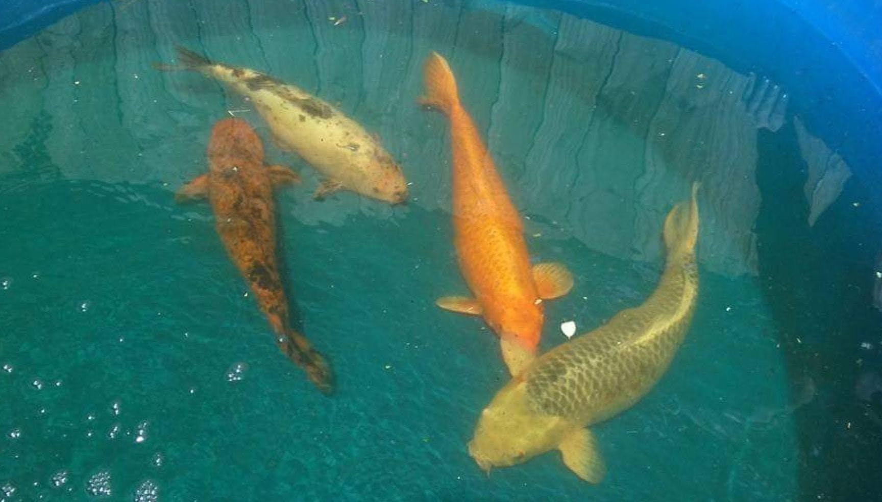 A dive into Dr Vernard's love for koi fish