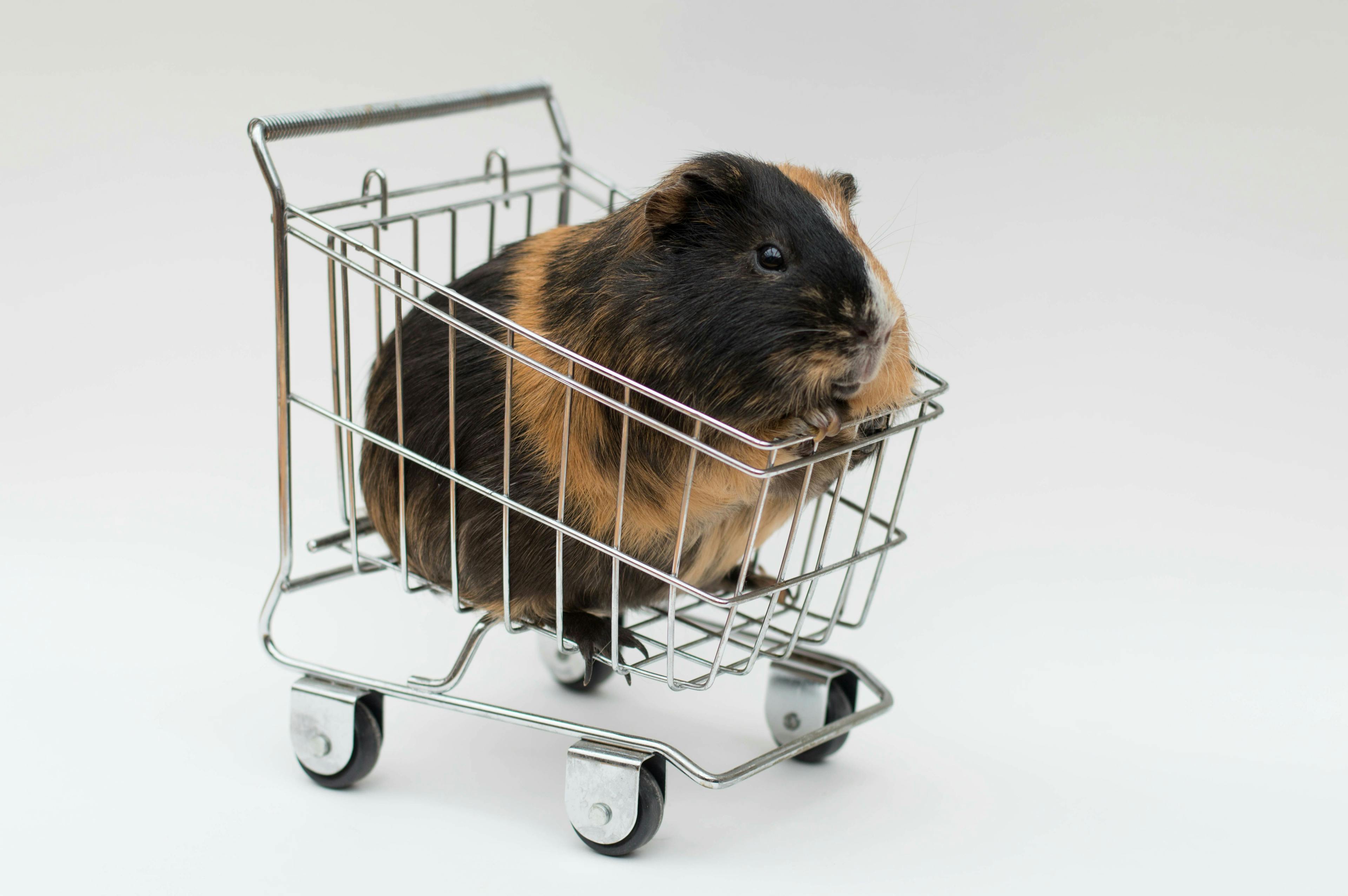 Guinea pig in a shopping cart