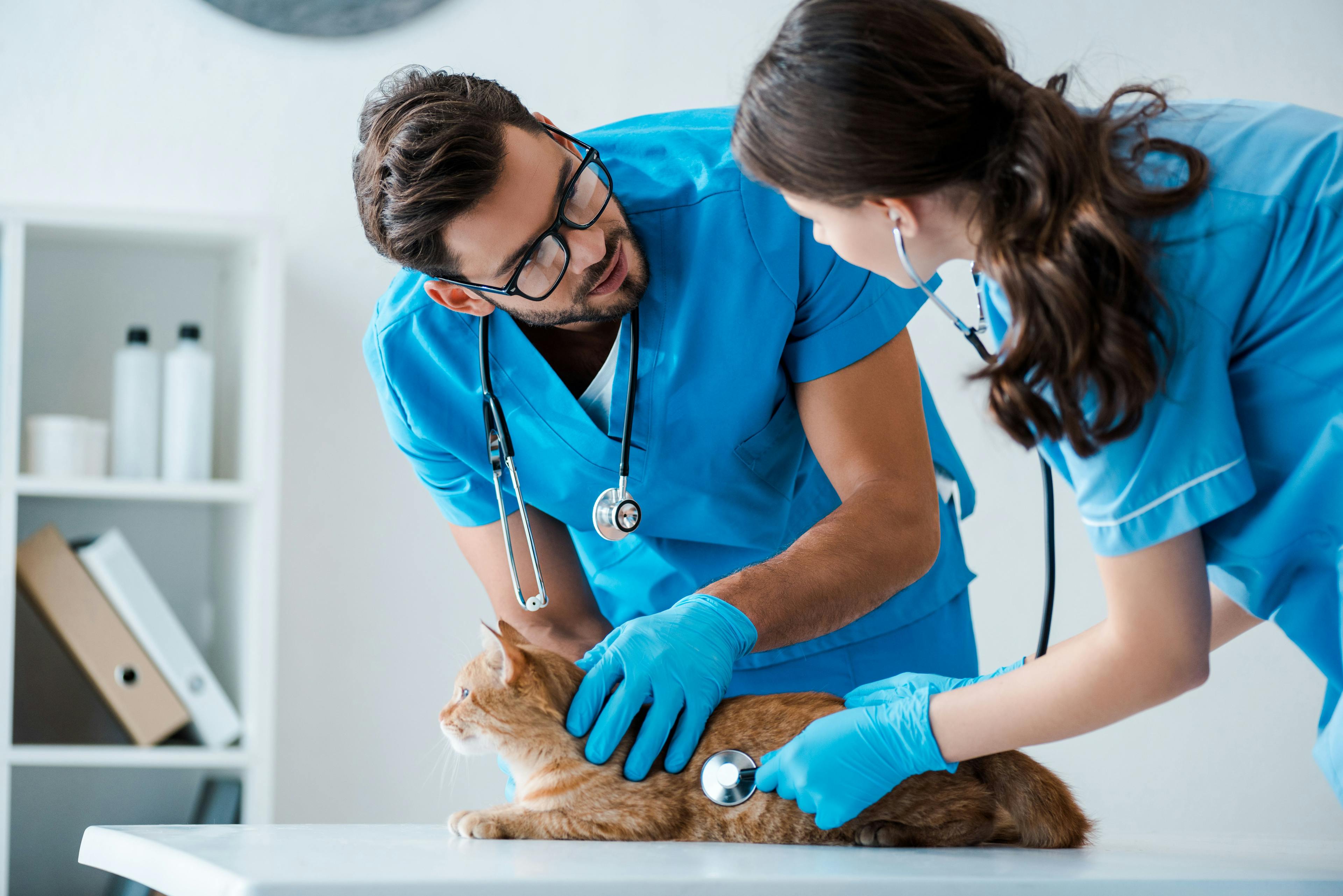 AAFP and Every Cat Health Foundation release new FIP guidelines 