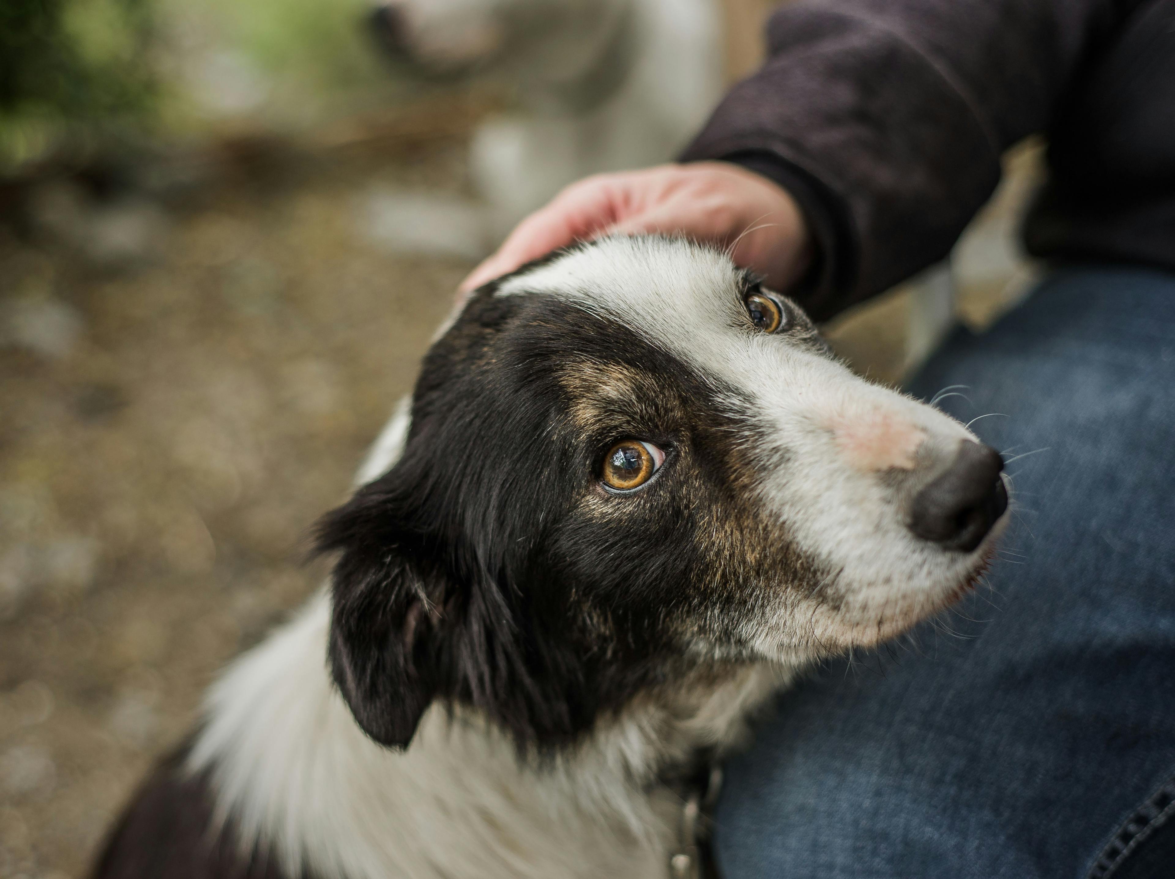 When and how to prescribe for separation anxiety in dogs
