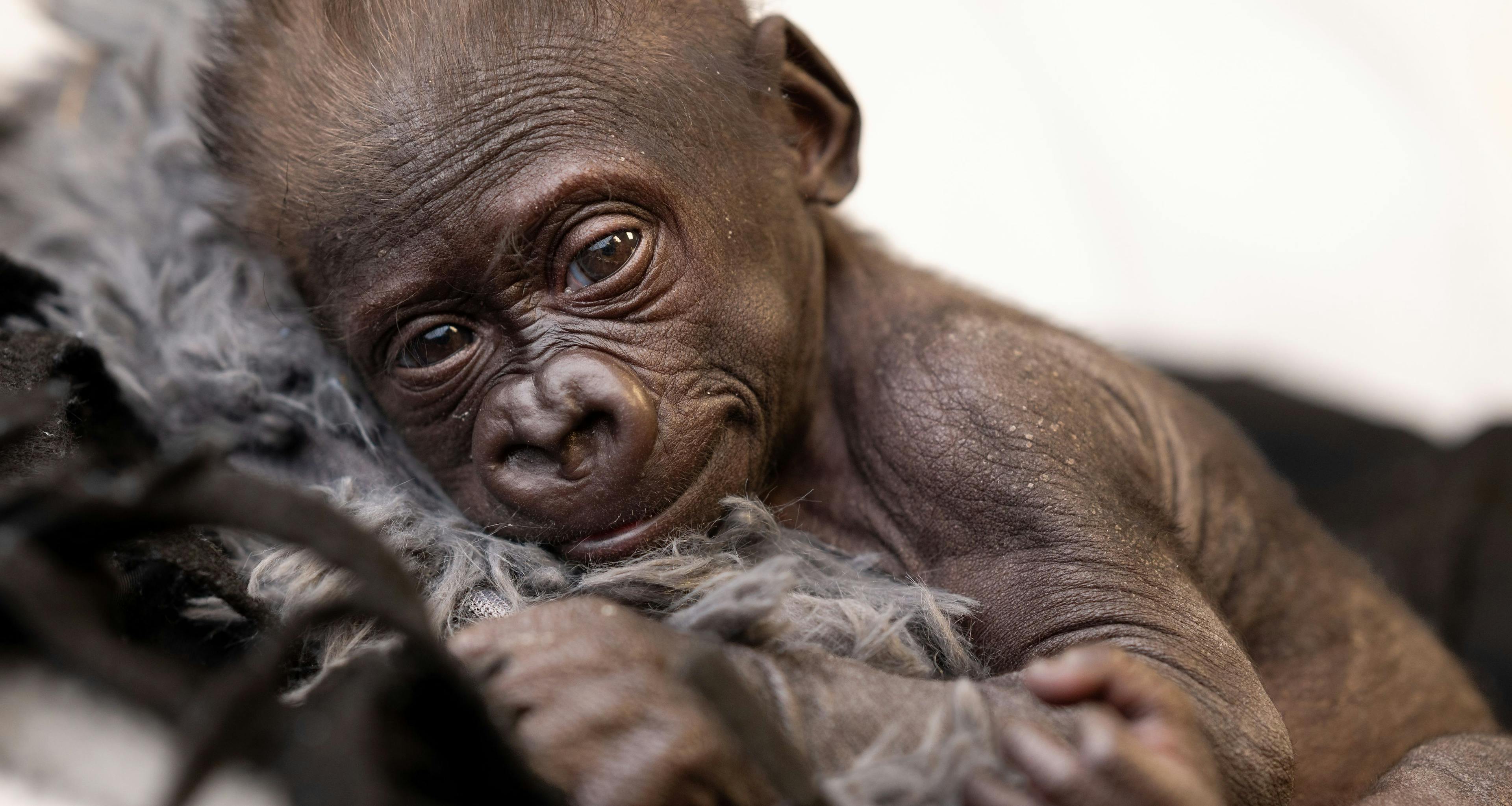 Fort Worth Zoo welcomes baby gorilla after a historic birth 