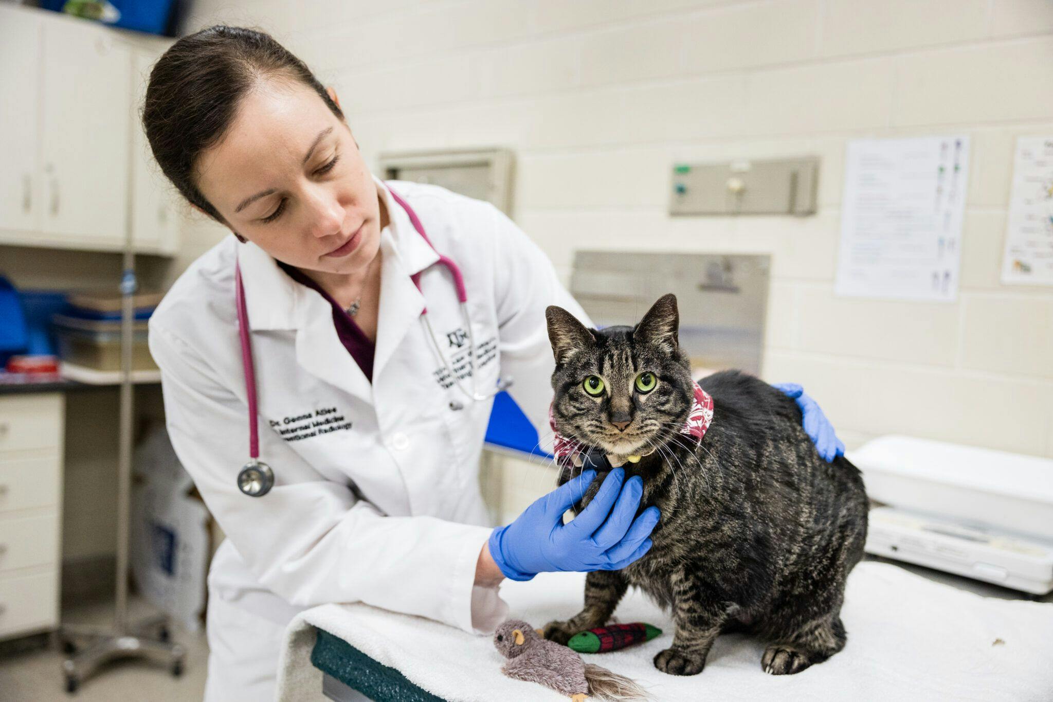 Genna Atiee, DVM, DACVIM (SAIM), a clinical assistant professor in the Texas A&M University School of Veterinary Medicine & Biomedical Sciences, examines Kobe. (Photo credit: Jason Nitsch ’14, Texas A&M University Division of Marketing and Communications)