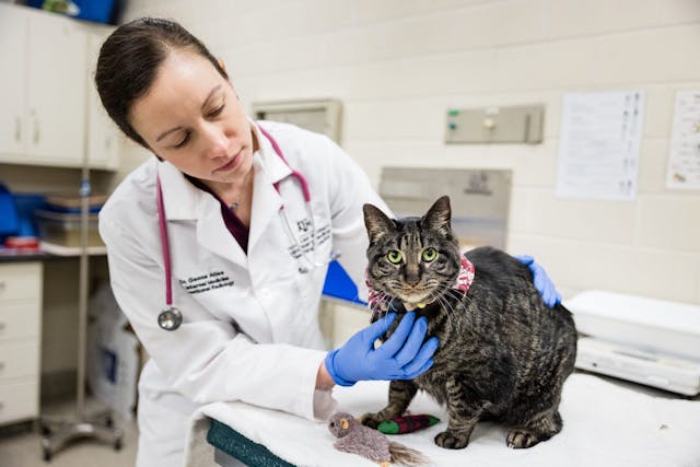 Cat with chronic kidney disease finds renewed energy from clinical trial