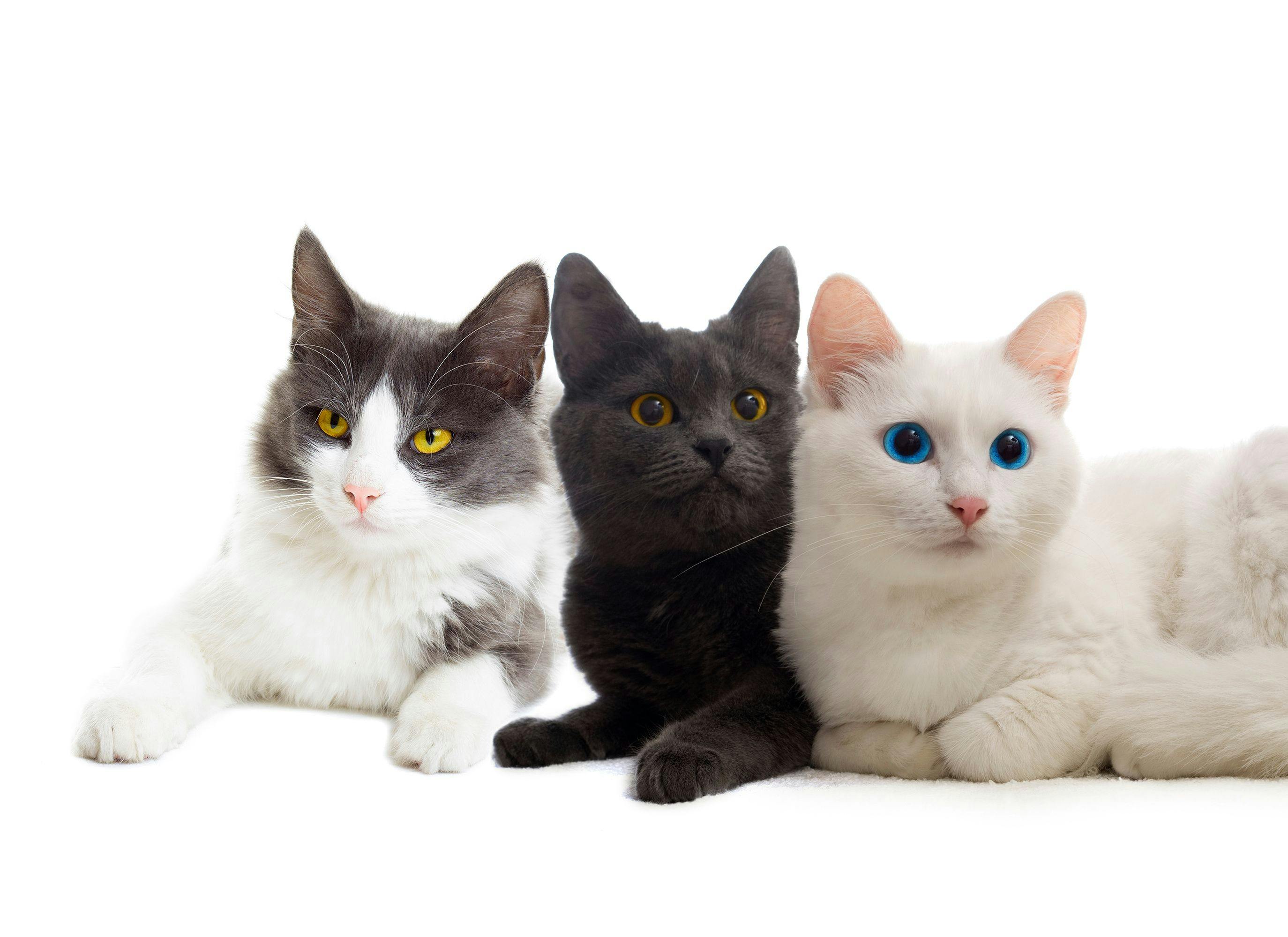 CFA spotlights 10 most popular feline breeds worldwide 