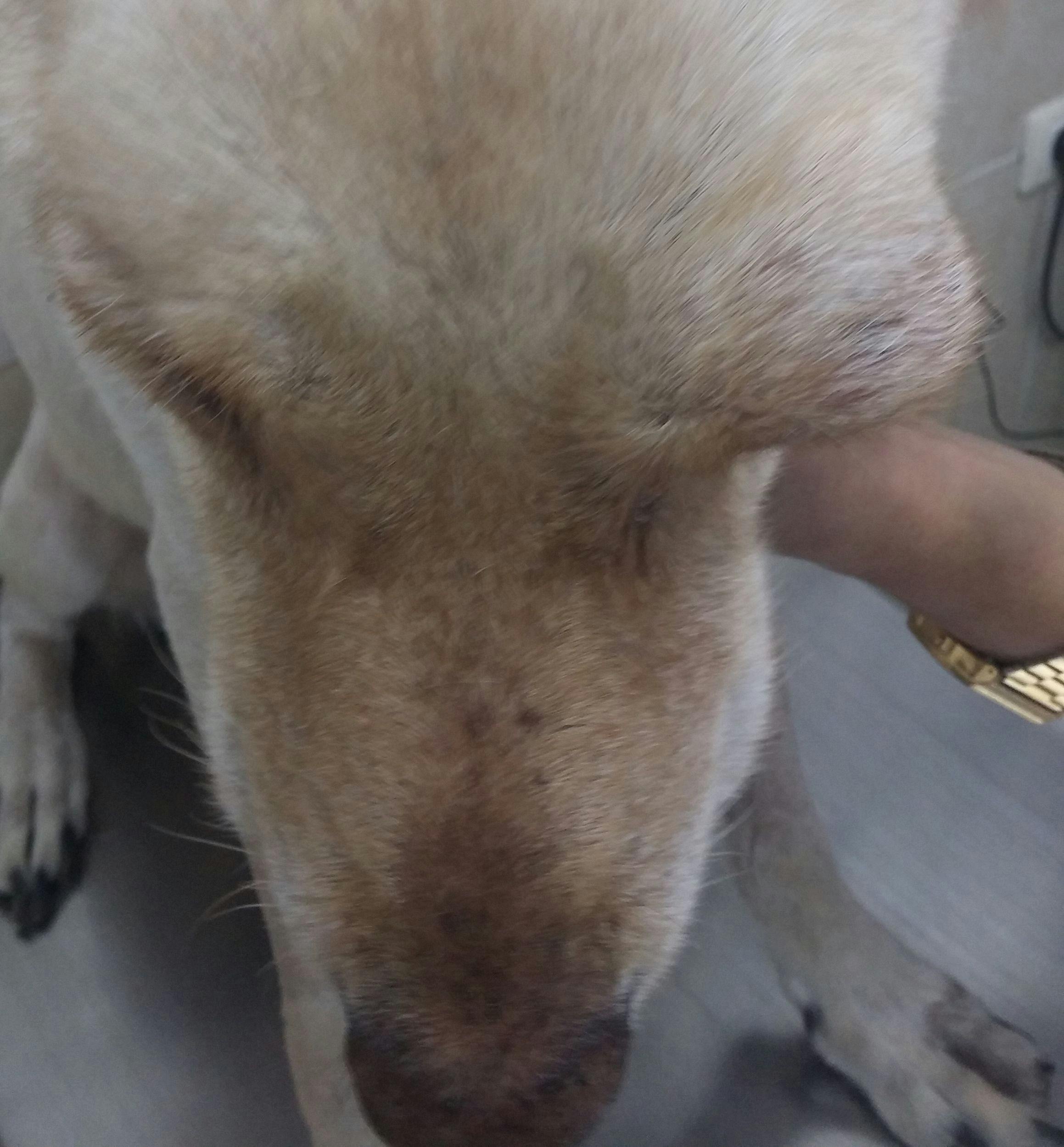 Figure 1. Exophthalmos, or forward displacement, of the left eye in this dog is caused by a retrobulbar abscess.
