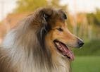 The Lassie Effect: Factors That Affect Dog Walking Behavior