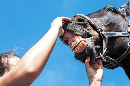 Veterinary-horse-equine-teeth-dentistry-450px-shutterstock_272925677.jpg