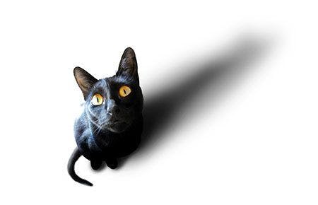 Much like superstitions surrounding black cats, there's an abundance of myths, rumors and bad information about toxicities in animals. We set the record straight. (pandore / stock.adobe.com)