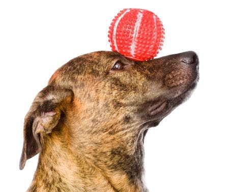 veterinary-dog-mixed-breed-dog-balancing-ball-on-nose-shutterstock-161066423-body.jpg