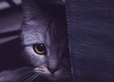 veterinary-cat-peering-through-curtain-450px-shutterstock-1008701887.jpg