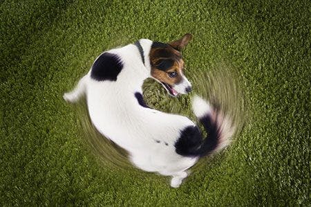 veterinary-dog-chasing-tail-on-green-grass-AdobeStock_129881257-450.jpg