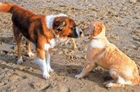 veterinary-dog-meet-new-dog-126418867-841159-1404210043646.jpg