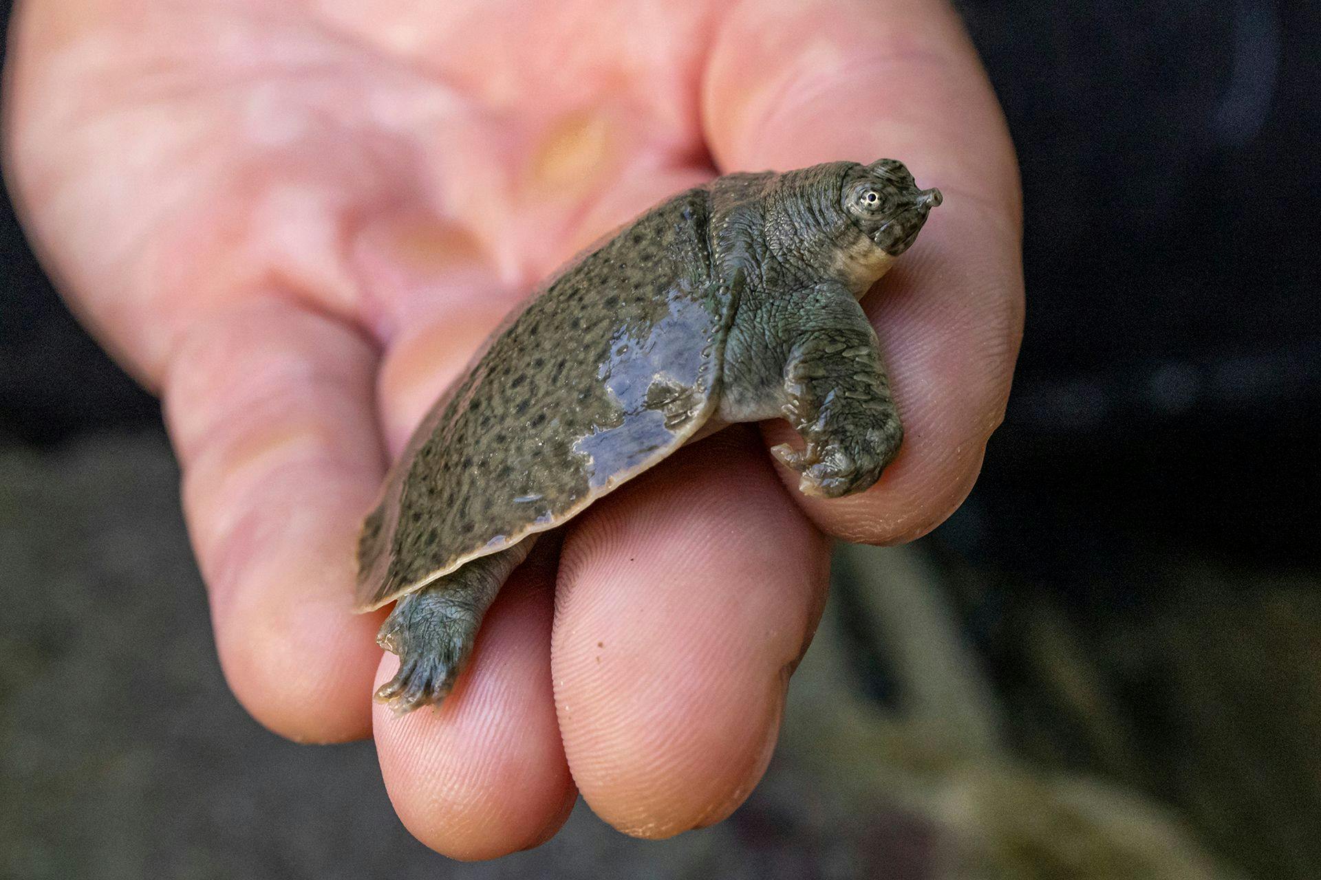 San Diego Zoo Wildlife Alliance hatched endangered softshell turtles 