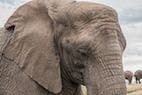 Poaching Causes Staggering Population Losses in Central African Elephants