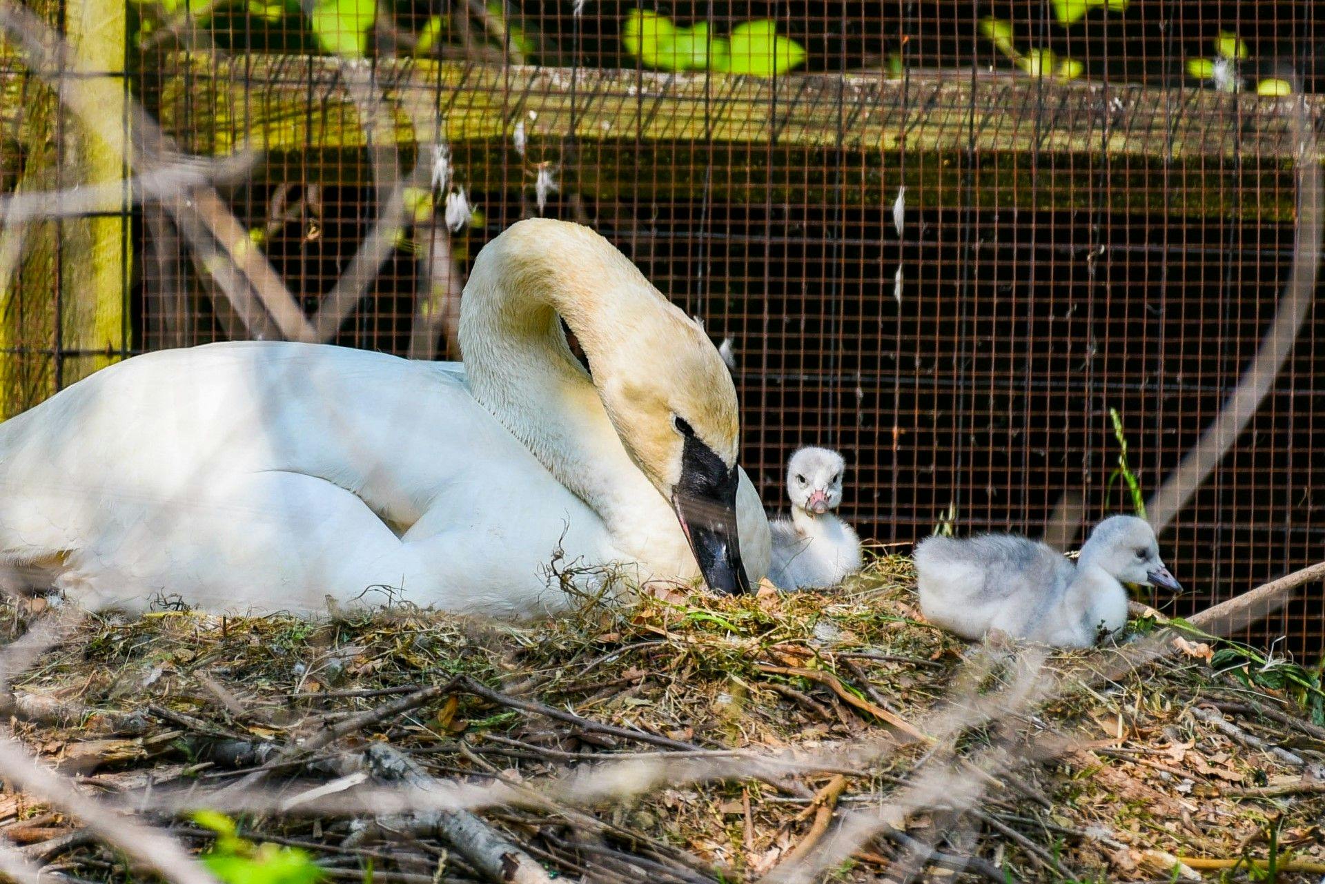 Maryland Zoo welcomes 2 trumpeter swans 