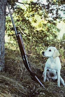 veterinary-dog-yellow-labrador-retriever-shotgun-220px-171155837.jpg