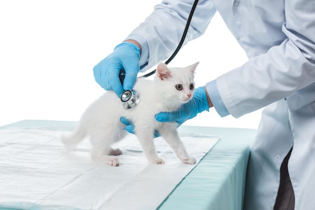 Prioritizing a kitten’s emotional well-being during physical exams