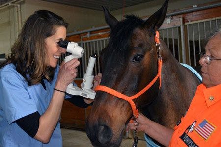 veterinary-acvo-eye-exam-horse-1-450.jpg