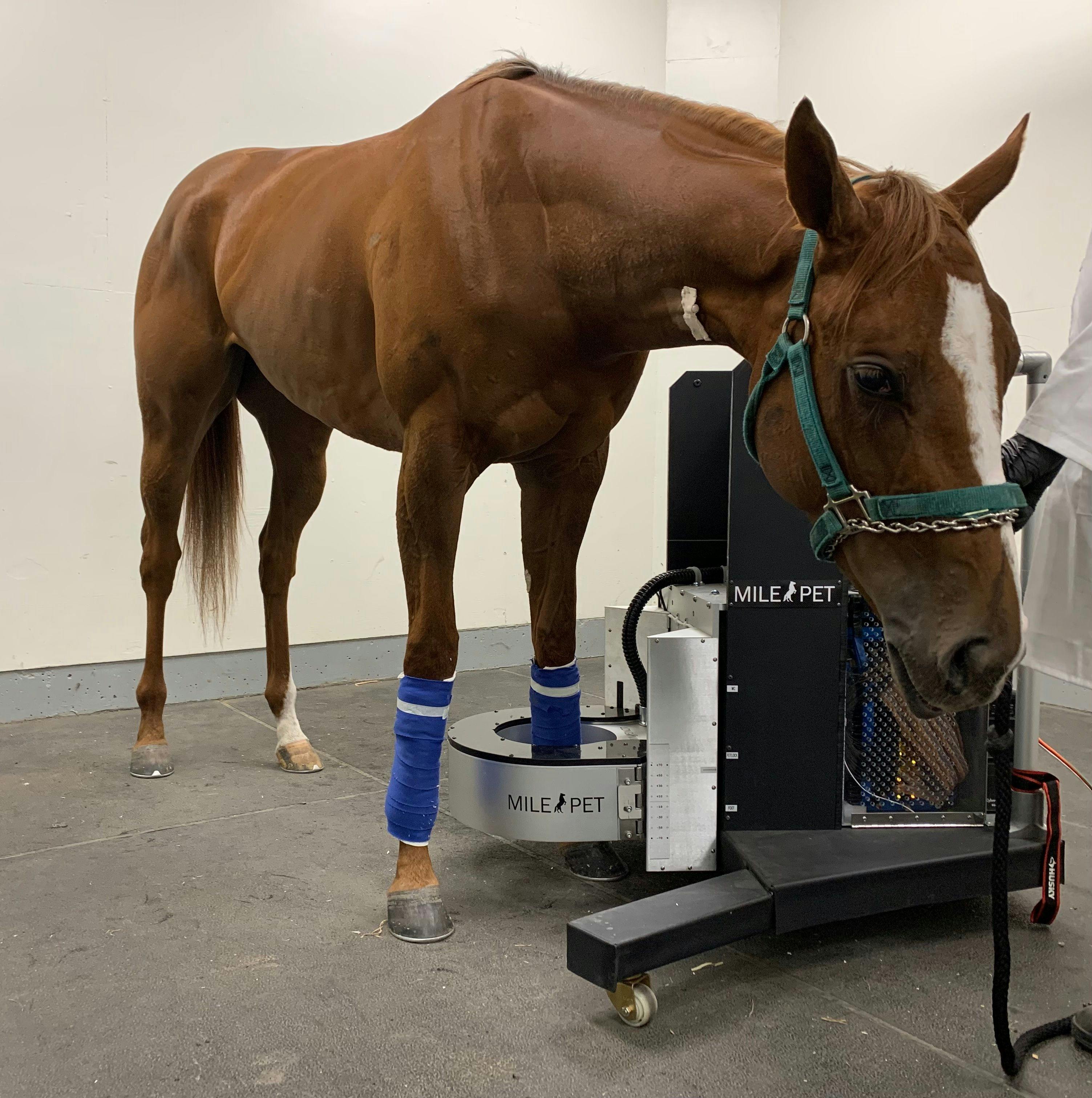 The revolutionary Equine Positron Emission Tomography (PET) scanner 