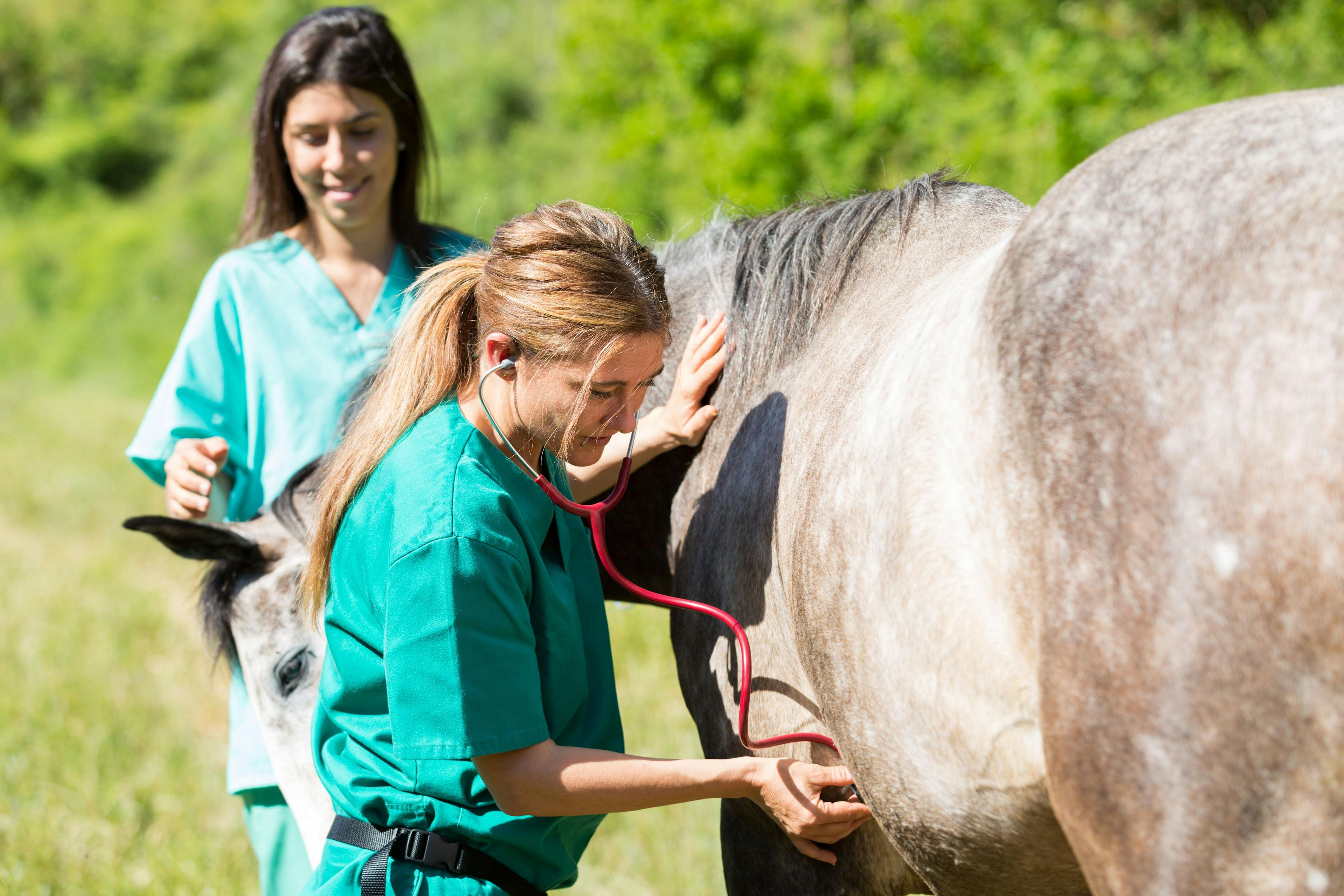Merck Animal Hospital renews scholarship with The Foundation for the Horse
