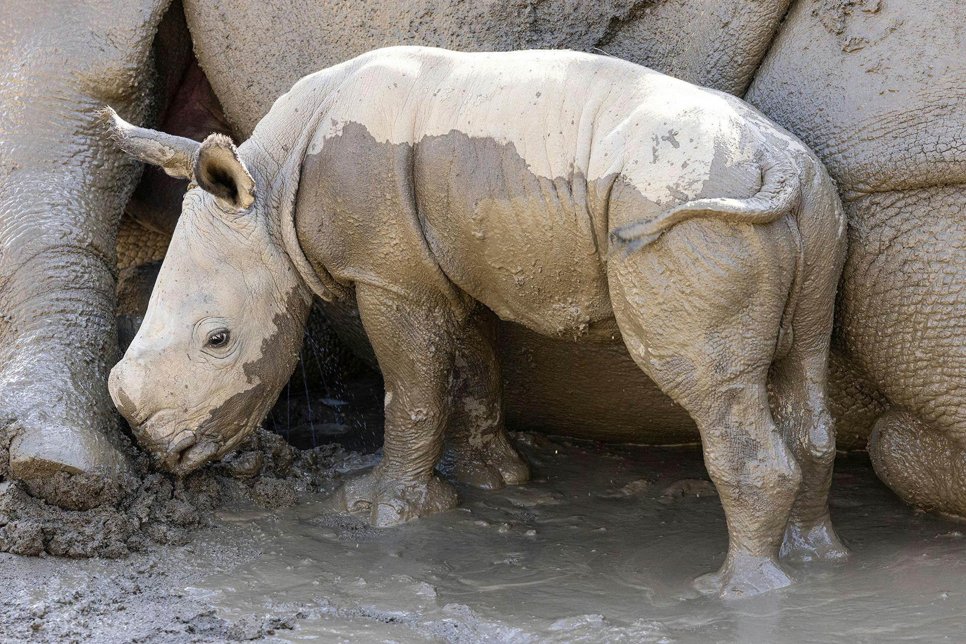 San Diego Zoo celebrates birth of southern white rhino calf 
