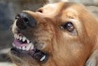 "Bad" Dogs More Likely to Die Young