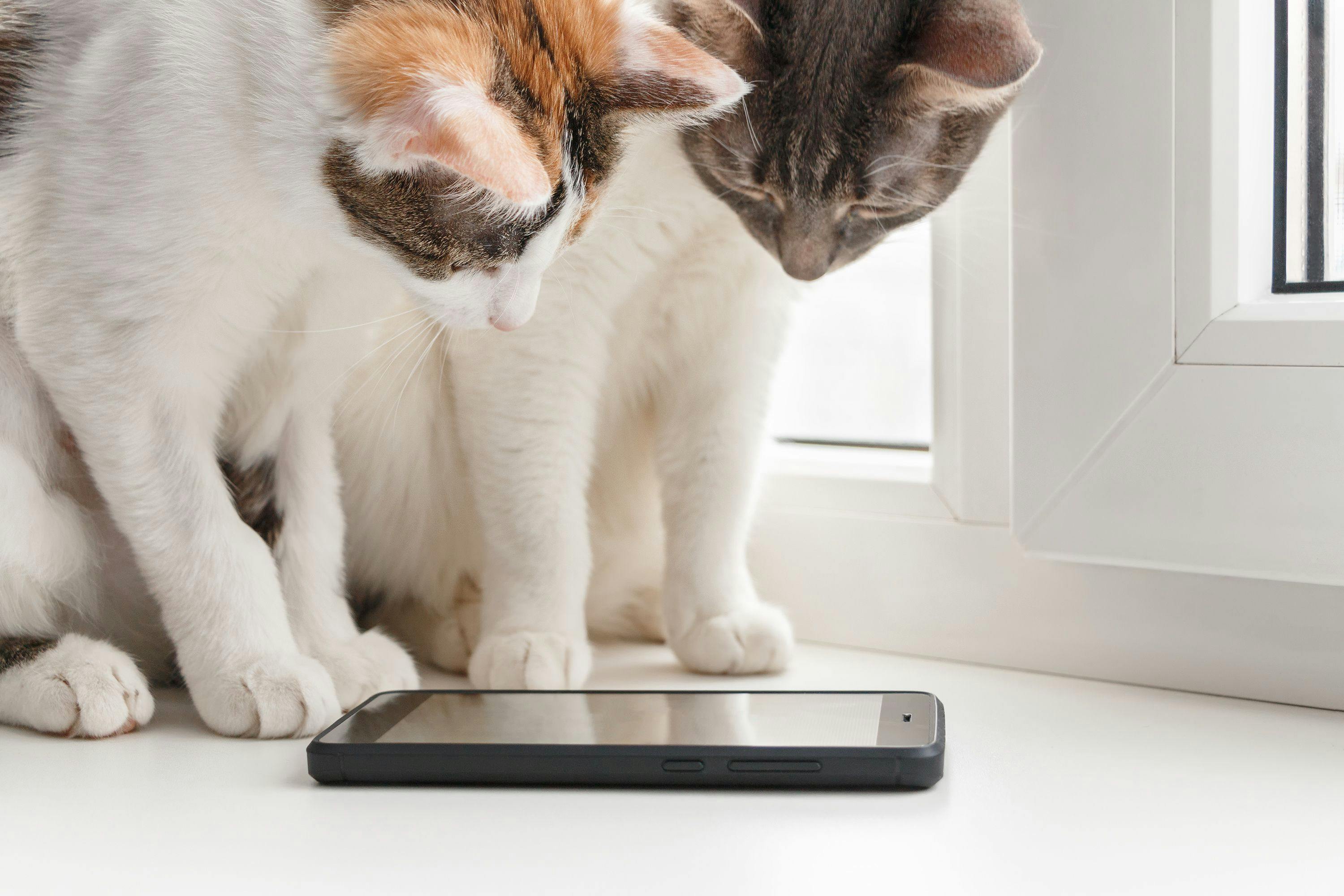 Two cats looking at a phone screen