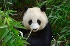Canine Distemper Virus Infection in Giant Pandas