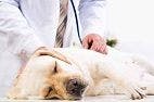Assessing Pain in Dogs