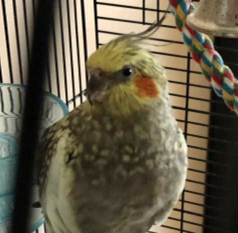 Tequila, the Cockatiel. Photo courtesy of Pet Poison Hotline.