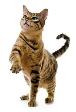 veterinary-cat-bengal-claw250.jpg