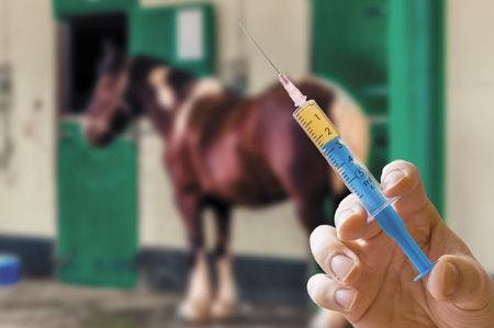 veterinary-horse-hand-veterinarian-holds-syringe-horse-background-450px-shutterstock-416490469.jpg