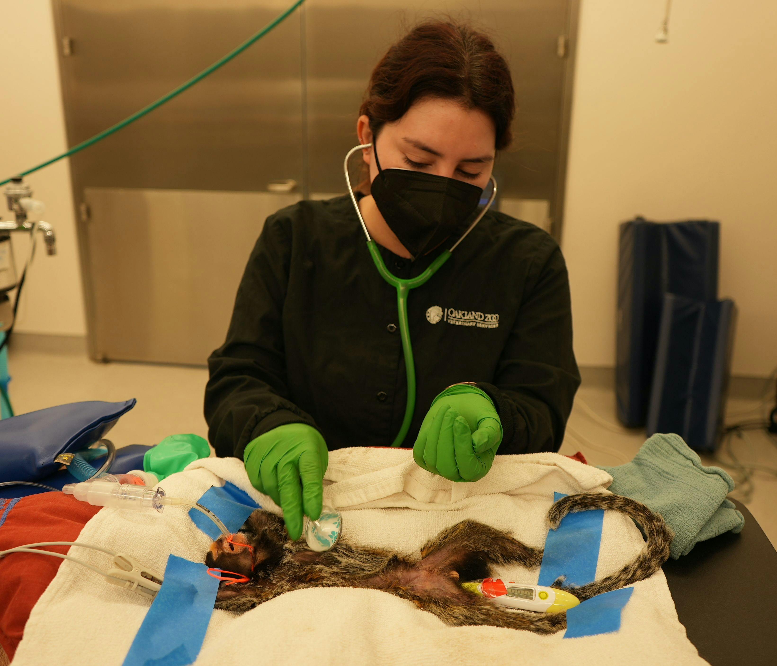 Estrela being examined at the Oakland Zoo Veterinary Hospital (Image courtesy of Oakland Zoo)