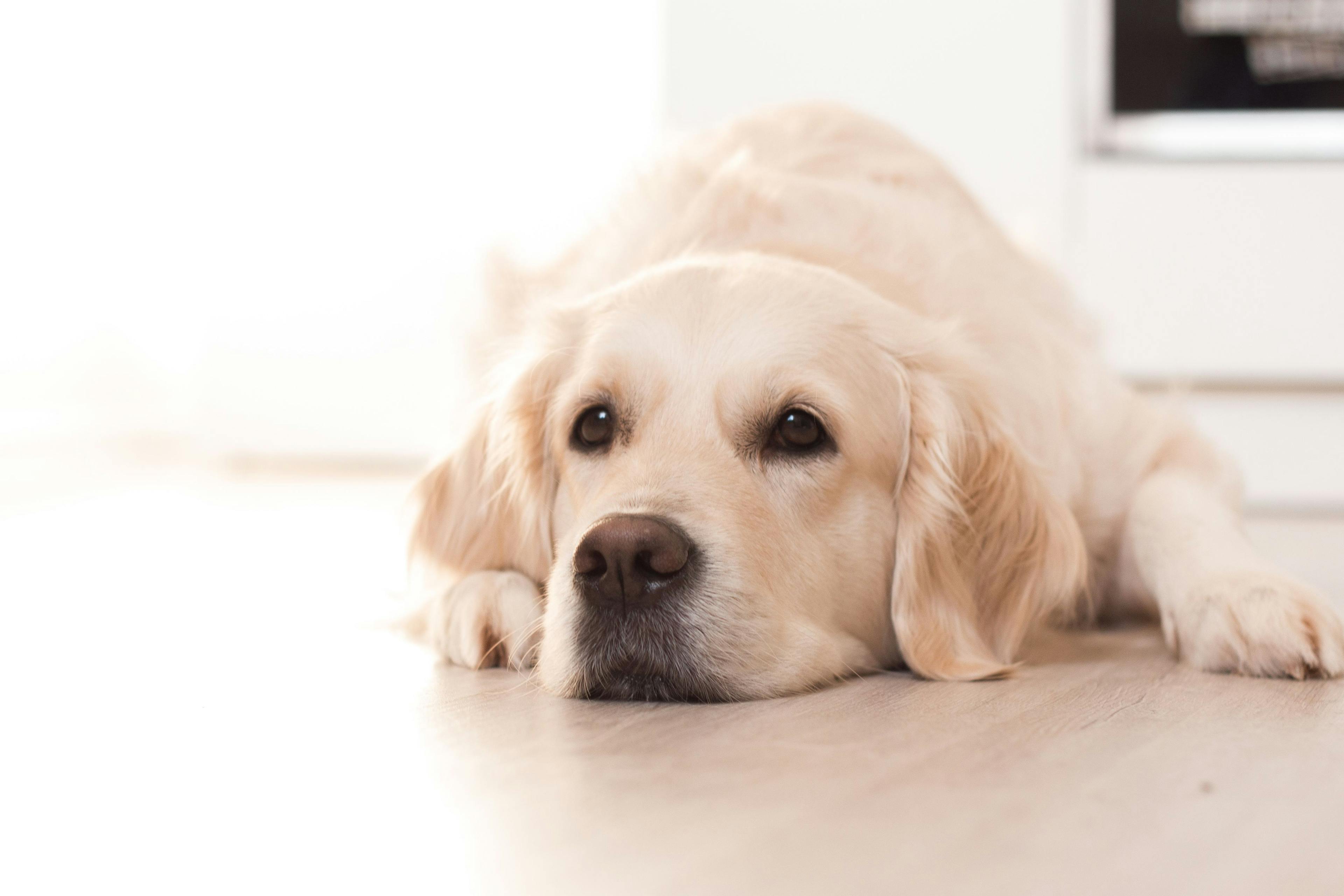 Antibiotics in canine GI disease: when to use and when to ditch